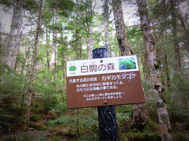 GWの蓼科 ④苔と原生林~白駒の池_f0236260_214516100.jpg