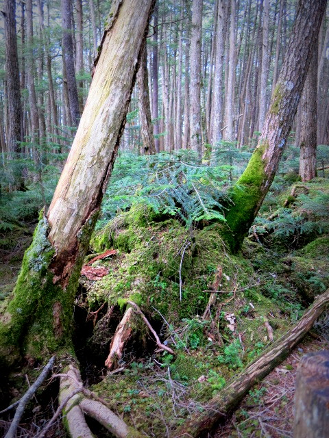 GWの蓼科 ④苔と原生林~白駒の池_f0236260_21454055.jpg