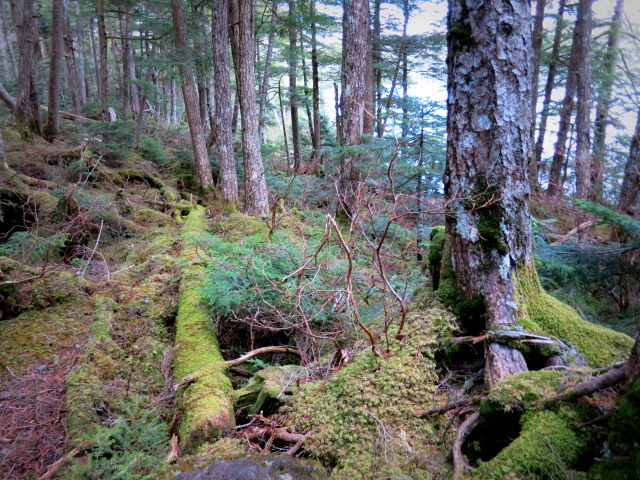 GWの蓼科 ④苔と原生林~白駒の池_f0236260_21462737.jpg