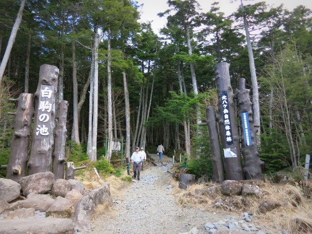 GWの蓼科 ④苔と原生林~白駒の池_f0236260_2151473.jpg