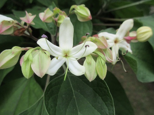 夏の香りと夏の色の花たち_f0361764_22452923.jpg