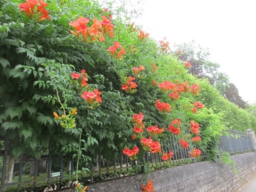 夏の香りと夏の色の花たち_f0361764_22461258.jpg