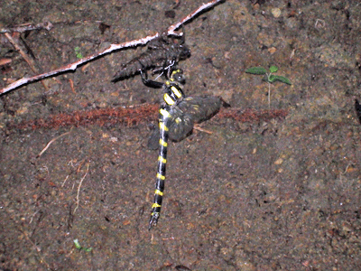 f0140773_11101361.gif