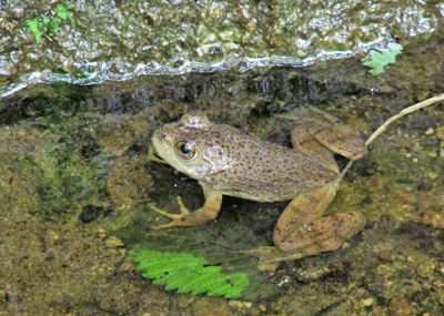 f0140773_11115632.gif