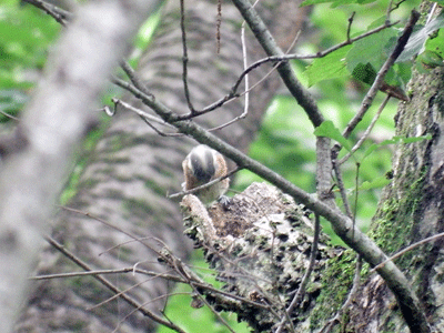 f0140773_1193643.gif