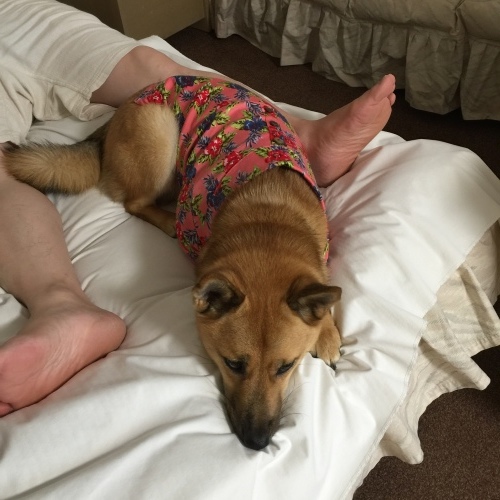 c0364176_18040506.jpeg