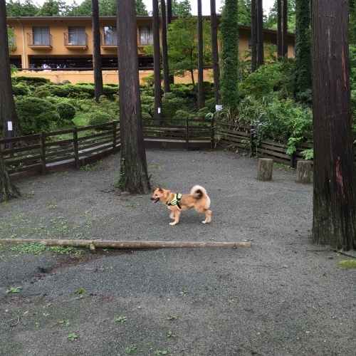 c0364176_18212274.jpeg