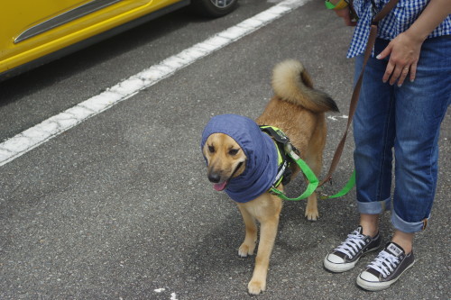 c0364176_18283418.jpeg