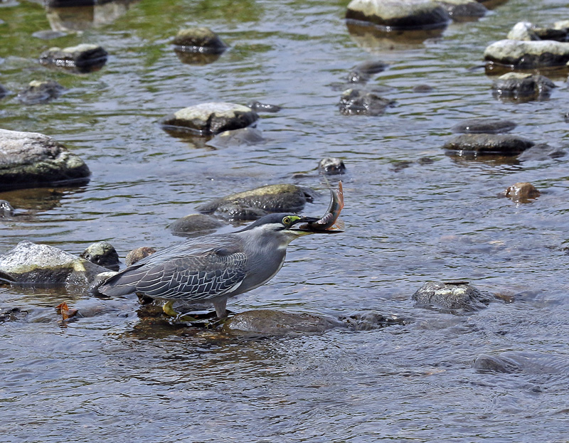 魚を飲み込む「ササゴイ」_d0195897_1018454.jpg