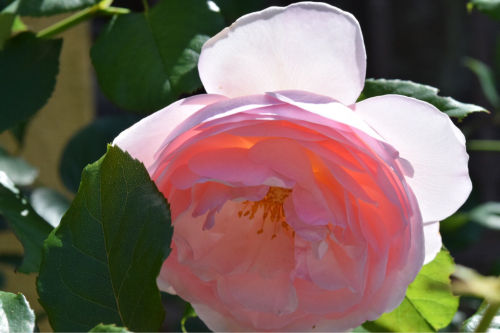 生き残った薔薇達・ERアレキサンドラローズ他～小さな向日葵 on ガルちゃん_e0346002_14500418.jpg