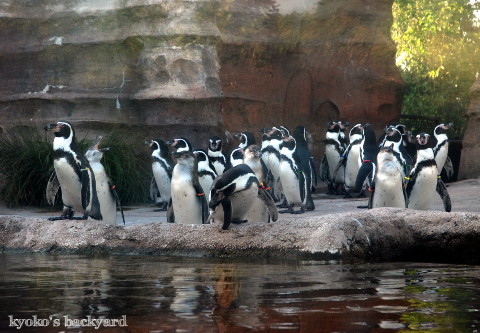 Twilight Tuesday ＠ Sedgwick County Zoo_b0253205_02405628.jpg