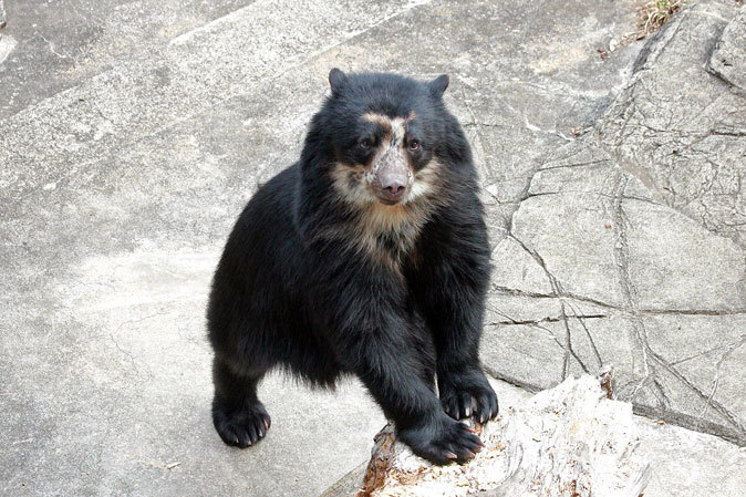 ズーラシア メガネグマ雪雄 狙った獲物は逃がさない 続々 動物園ありマス