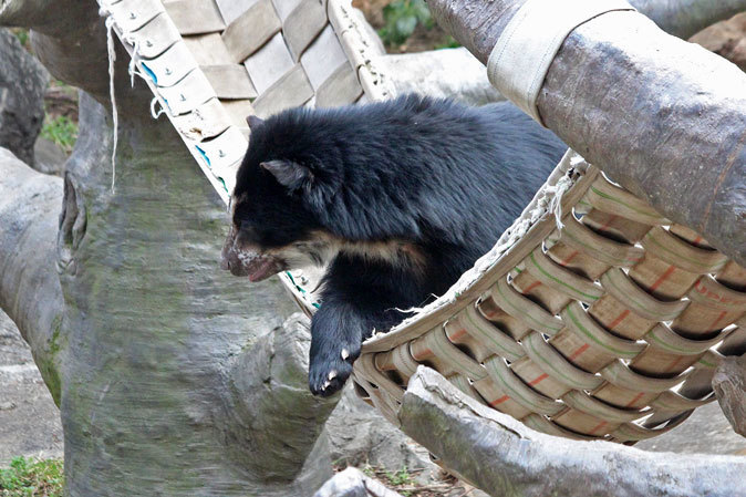 ズーラシア メガネグマ雪雄 狙った獲物は逃がさない 続々 動物園ありマス