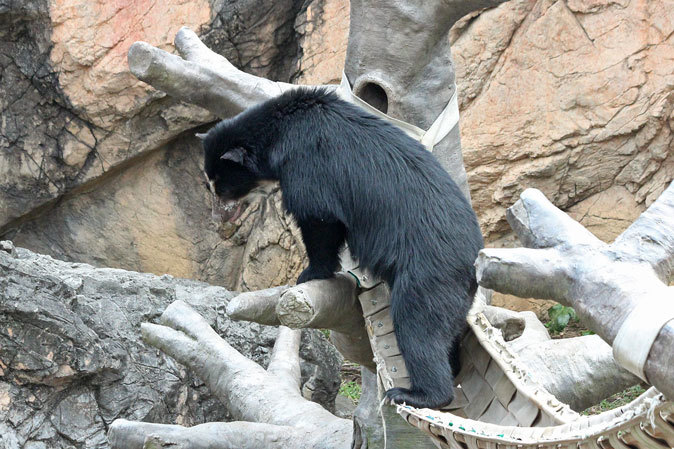 ズーラシア メガネグマ雪雄 狙った獲物は逃がさない 続々 動物園ありマス