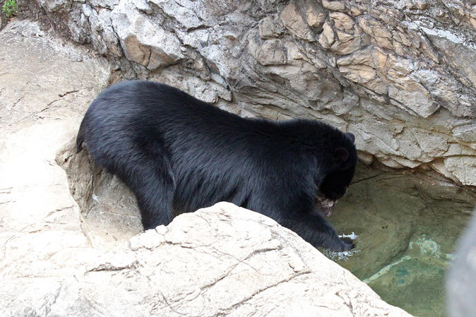 ズーラシア メガネグマ雪雄 狙った獲物は逃がさない 続々 動物園ありマス