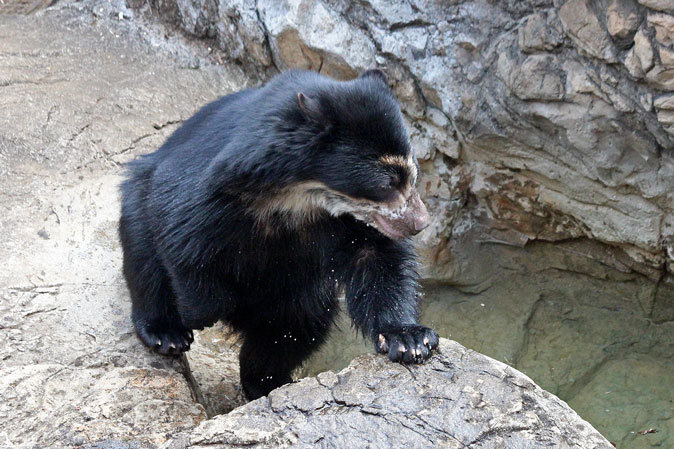 ズーラシア メガネグマ雪雄 狙った獲物は逃がさない 続々 動物園ありマス