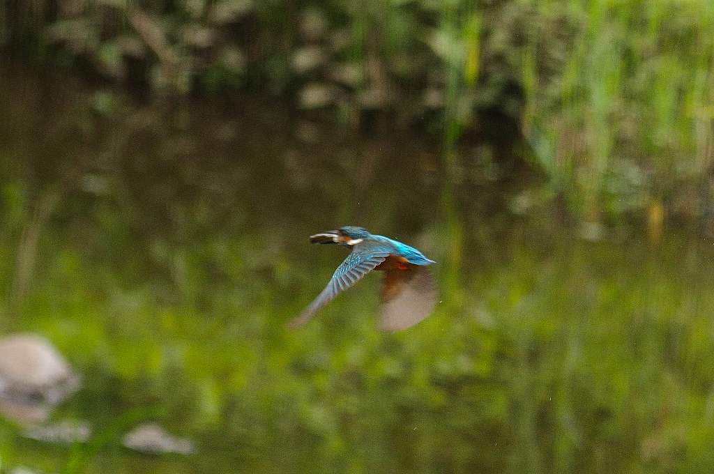 カワセミ、水浴びダイビングと餌の銜え直し_e0293921_2111595.jpg