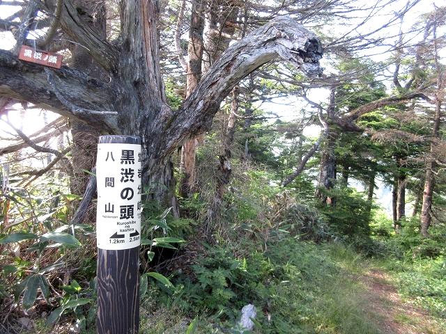 上信越　花と展望の白砂山から八間山を歩く   　 Mount Shirasuna in Jōshin\'etsu-kōgen National Park_f0308721_23152649.jpg