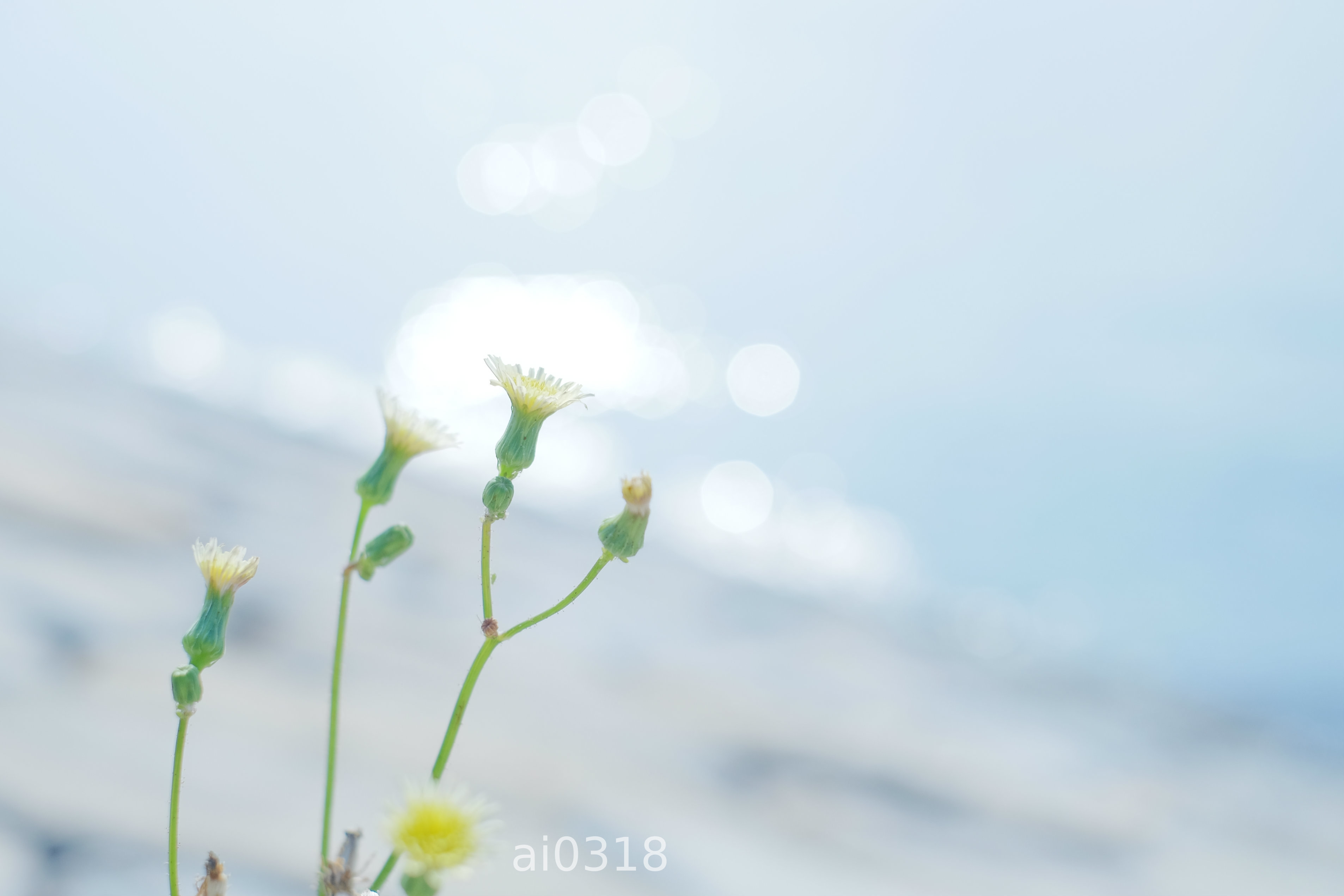 海のそばで咲く花。_b0304227_23190927.jpg