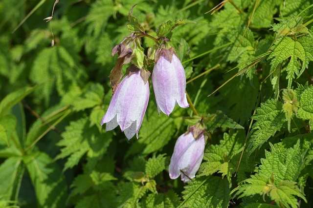 伊吹山の高山植物たち　１／２_d0152544_804019.jpg