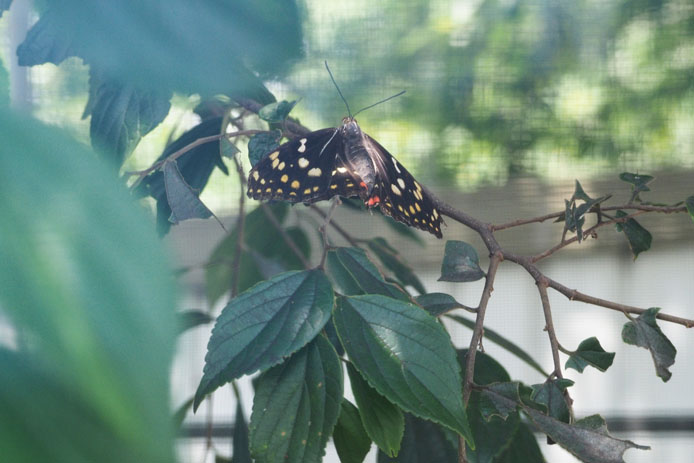 小貝川ふれあい公園「オオムラサキ観察会」_d0149245_9442251.jpg