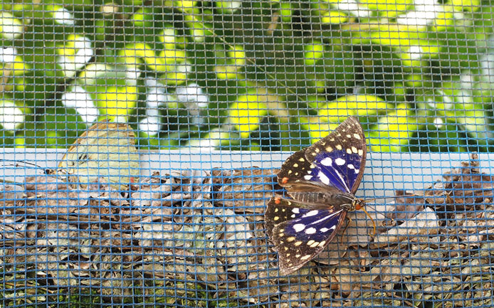 小貝川ふれあい公園「オオムラサキ観察会」_d0149245_9451540.jpg