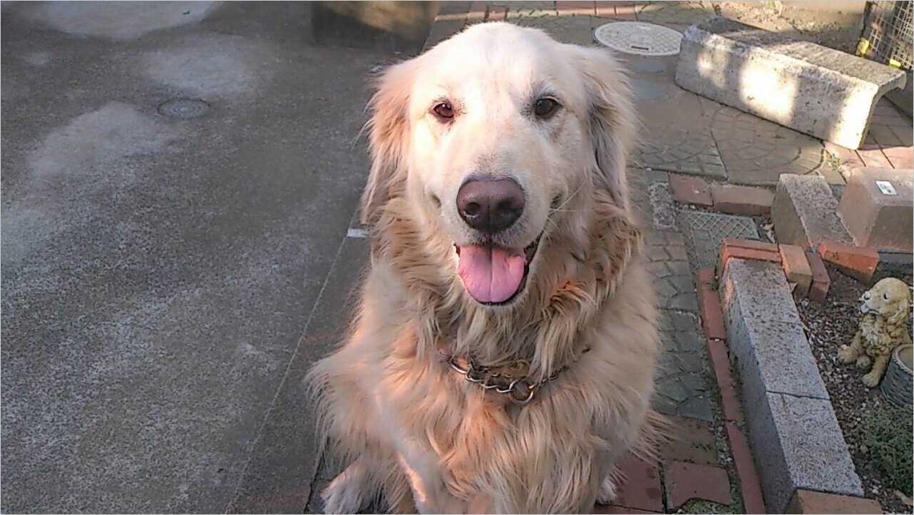 癒し犬 さて 月でも見るか 癒し犬 さて 月でも見るか