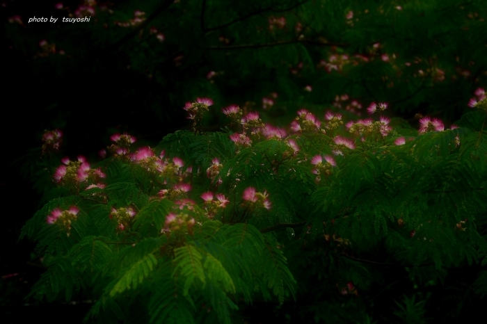 合歓の花２_f0348052_19571773.jpg