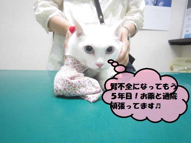 【5年間現状維持 慢性腎不全のシロちゃん】_b0059154_1735583.jpg