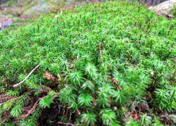 GWの蓼科 ④苔と原生林~白駒の池_f0236260_115725.jpg