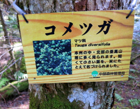 GWの蓼科 ④苔と原生林~白駒の池_f0236260_13480.jpg