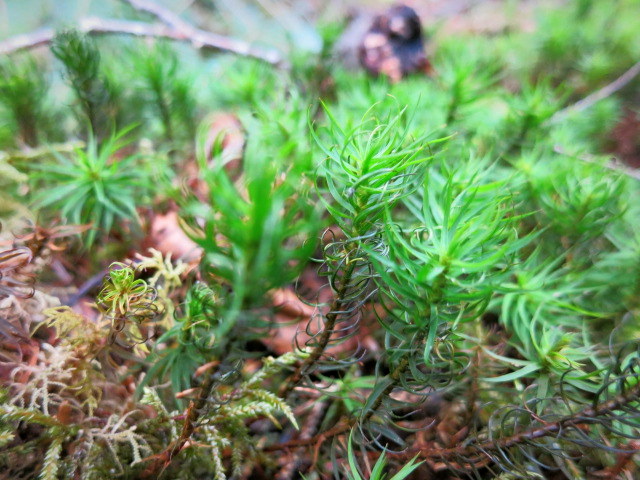 GWの蓼科 ④苔と原生林~白駒の池_f0236260_1395850.jpg