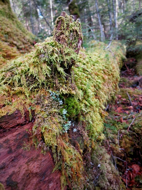 GWの蓼科 ④苔と原生林~白駒の池_f0236260_1451973.jpg
