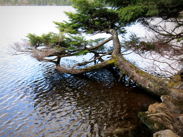GWの蓼科 ④苔と原生林~白駒の池_f0236260_250984.jpg