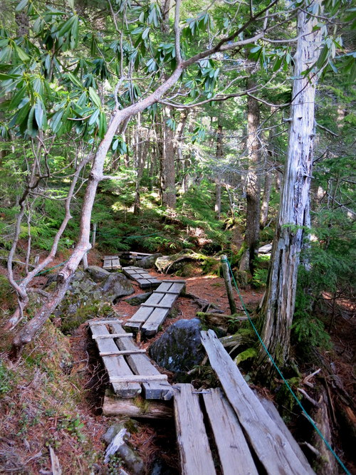 GWの蓼科 ④苔と原生林~白駒の池_f0236260_2515264.jpg