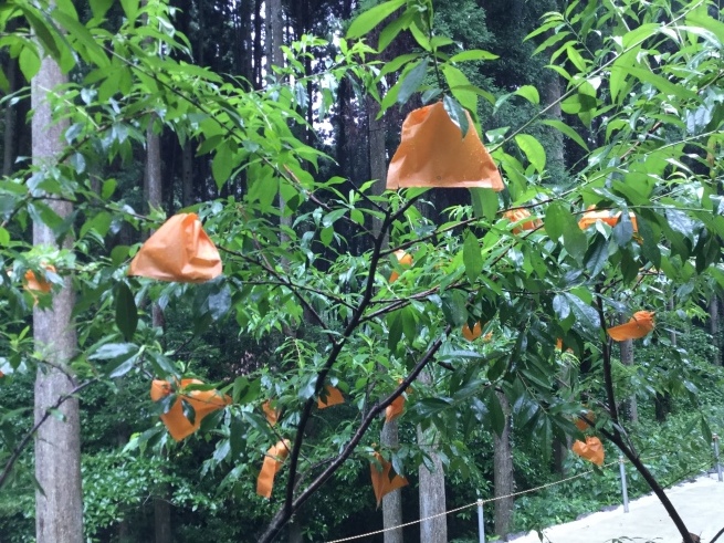 毘沙門さまとの出会い  柴燈護摩_c0348065_01412673.jpeg