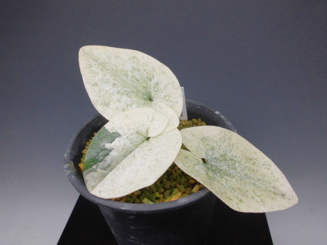 カンアオイ 多摩の輝 : DREAM GRASSES カンアオイ 多摩の輝 : DREAM GRASSES