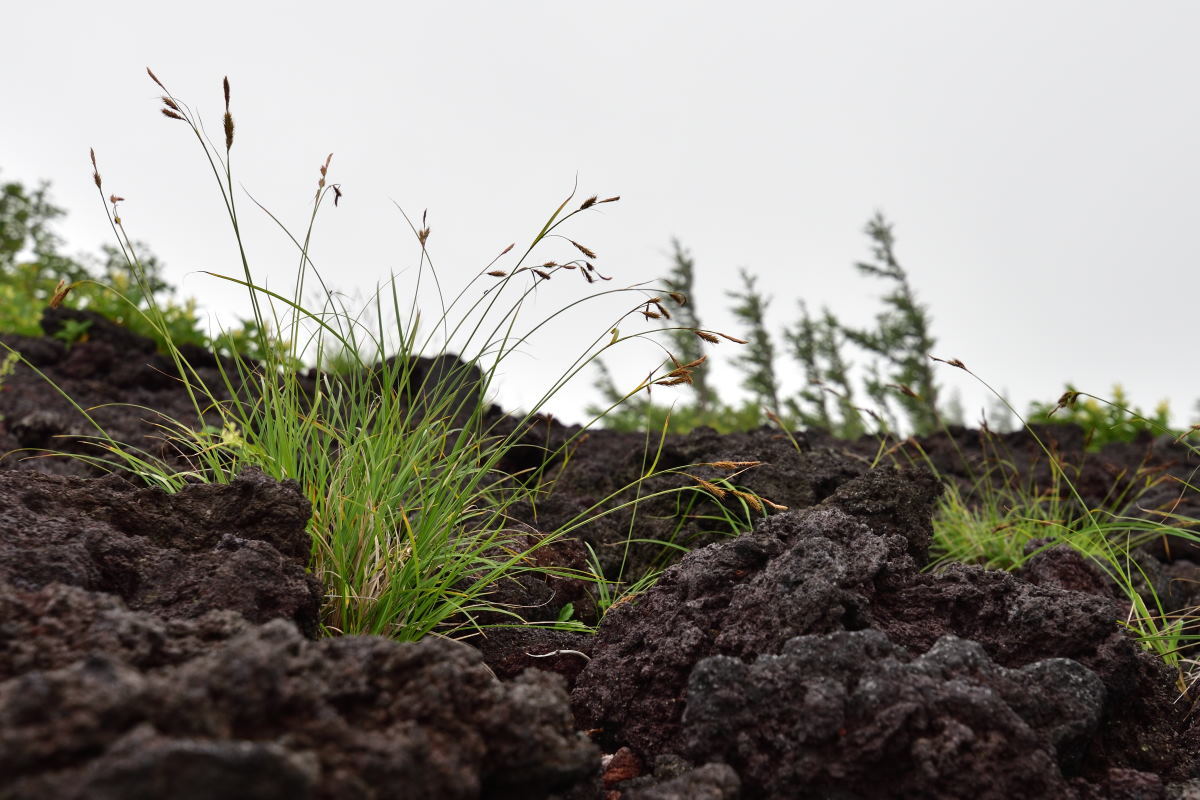 富士山の植物_b0346568_18103544.jpg