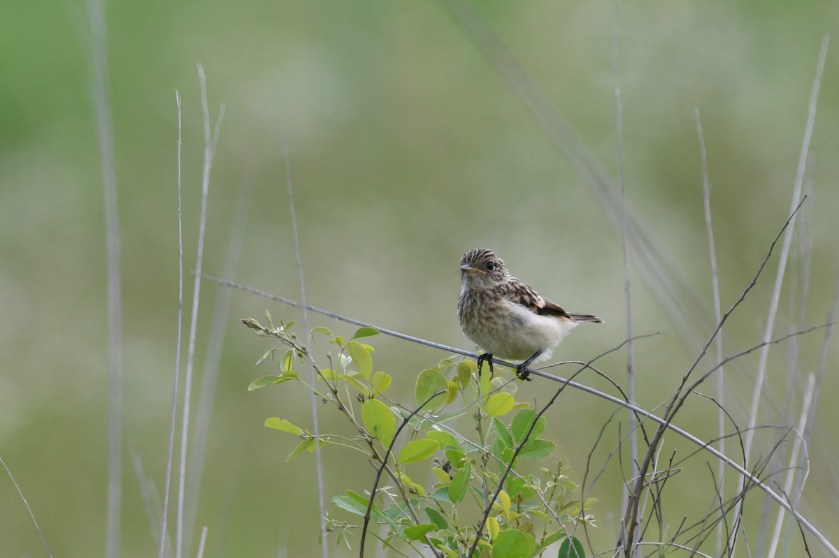 ノビタキ幼鳥_f0053272_9392436.jpg