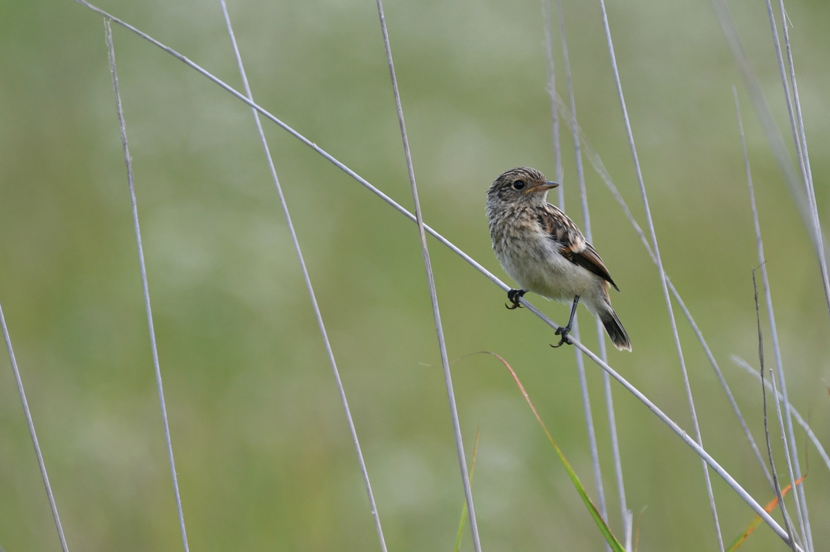 ノビタキ幼鳥_f0053272_941203.jpg