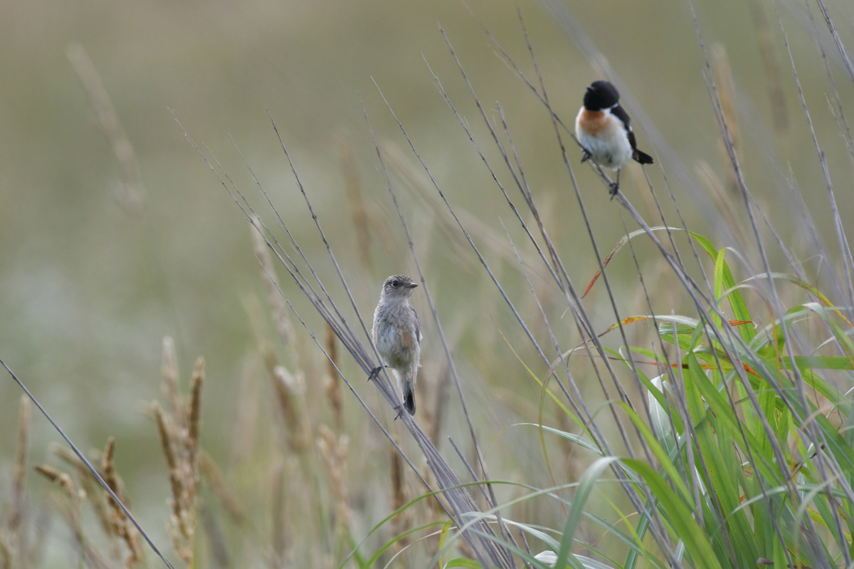 ノビタキ幼鳥_f0053272_9424090.jpg
