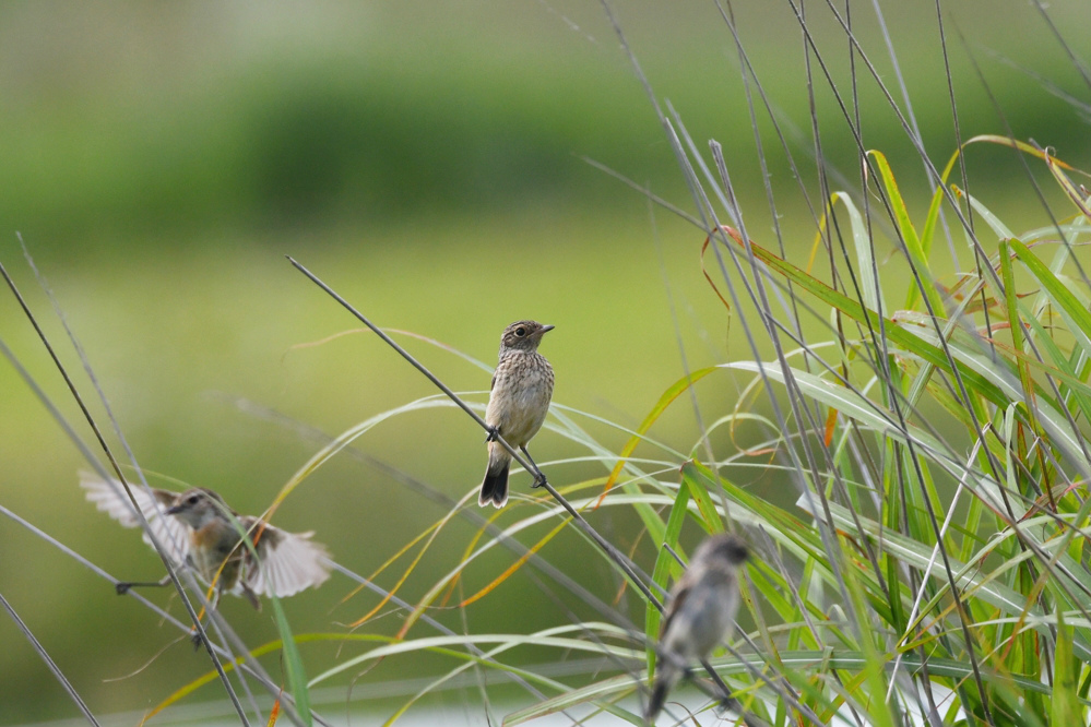 ノビタキ幼鳥_f0053272_9472018.jpg