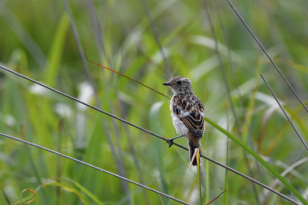 ノビタキ幼鳥_f0053272_9501345.jpg