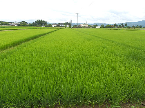 7月20日の田んぼ(上目黒小・枝野小)_d0247484_10571293.jpg