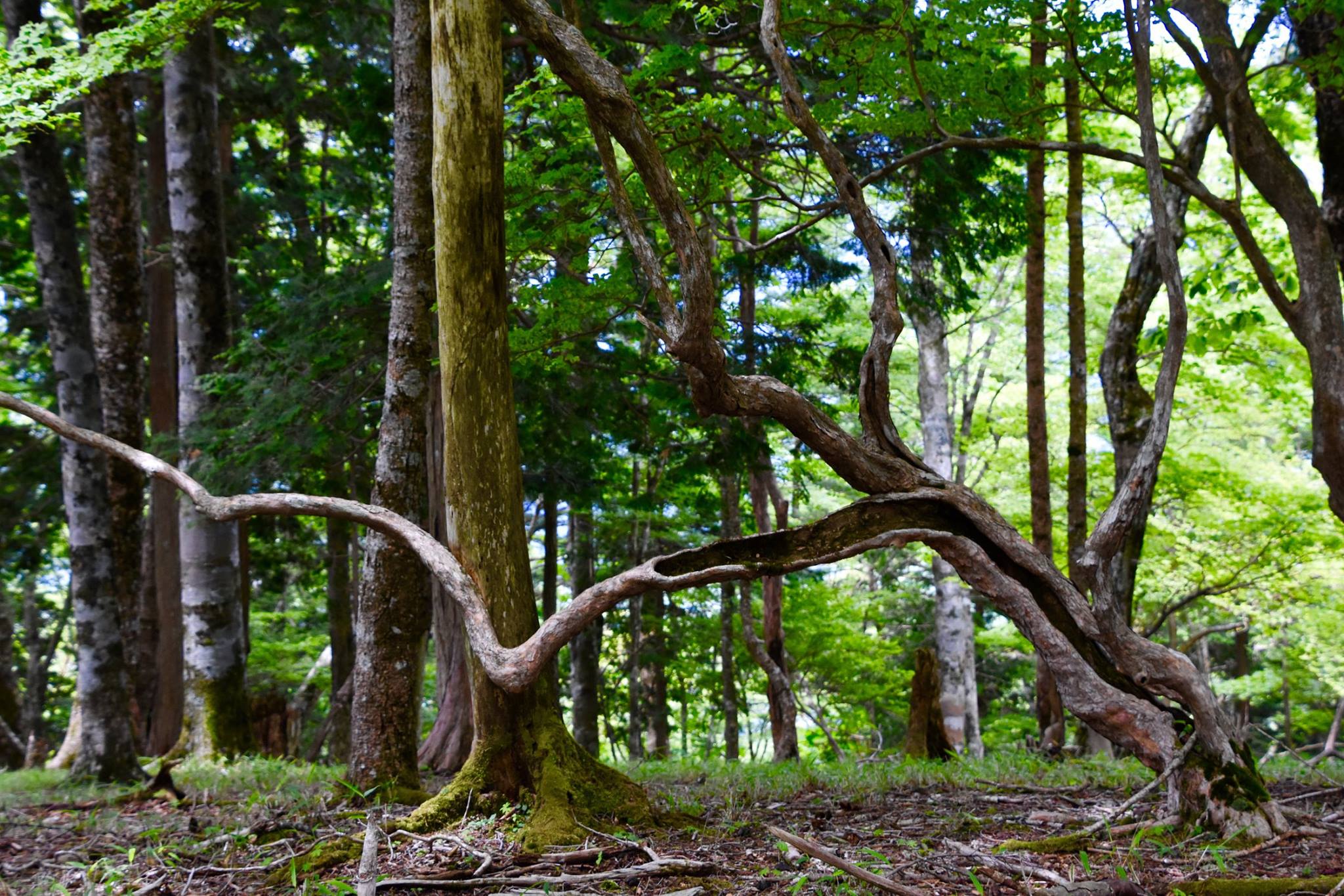 6月の山日記_e0111396_23562862.jpg