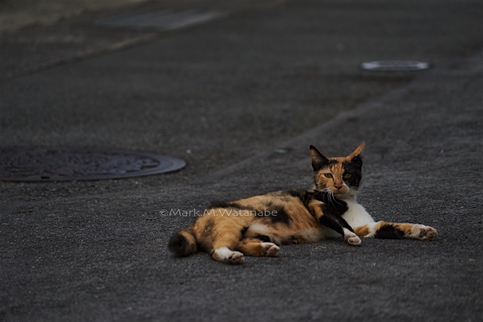 水前寺界隈の三毛猫_e0135098_18502910.jpg