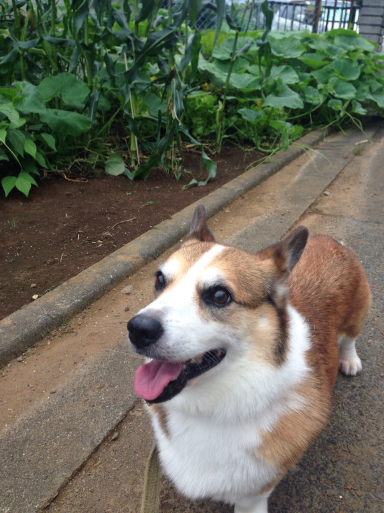 なかなか明けない梅雨_f0101201_20455177.jpg