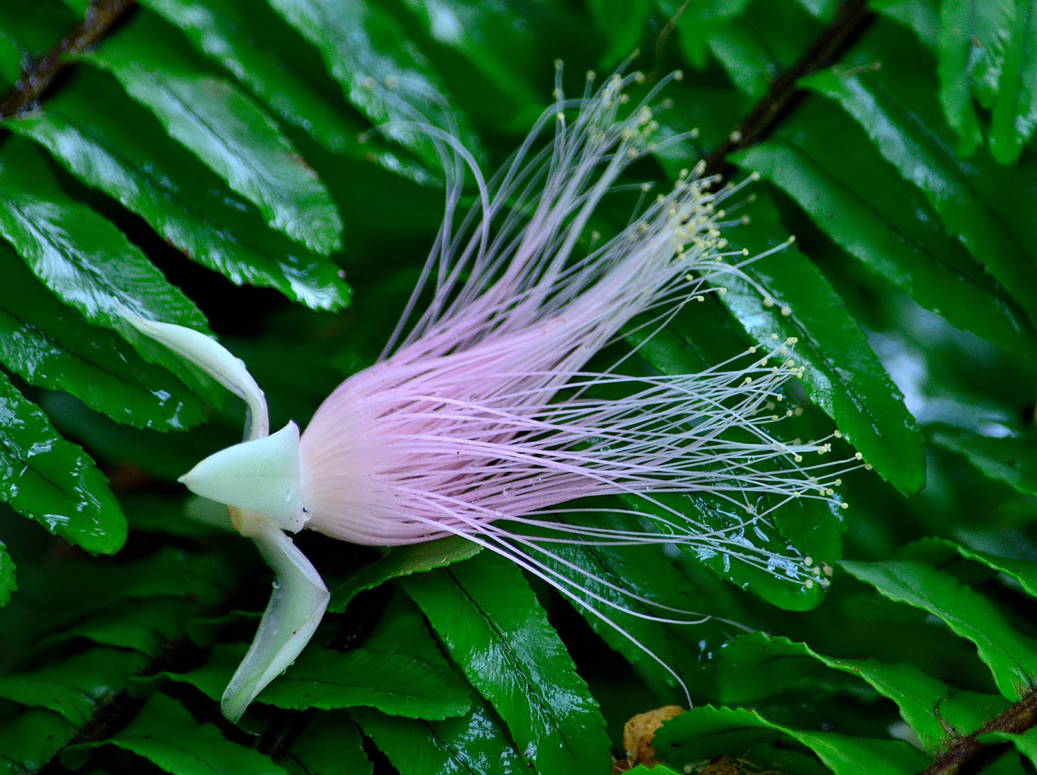 神秘的な熱帯の花々