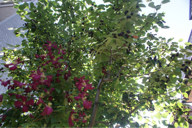 f0170524_08214399.jpg