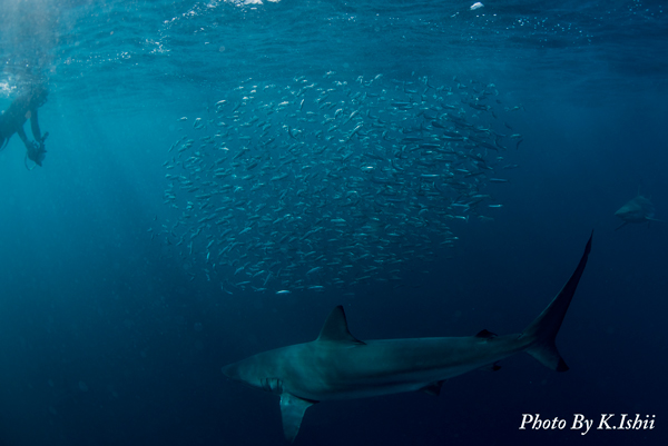 Sardine Run 2016 @ South Africa 4日目_e0058628_20374740.jpg